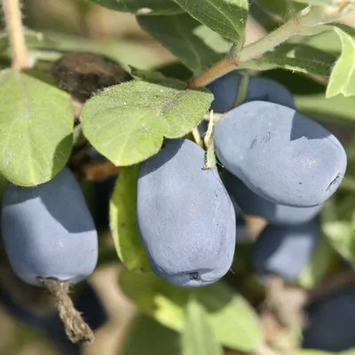 Lupinus polyphyllus Lindl. - Люпин многолистный - Полярно-альпийский  ботанический сад-институт им. Н.А. Аврорина