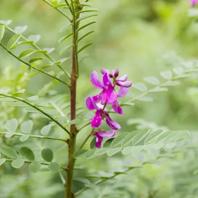 Индигофера красильная (Indigofera tinctoria) - PictureThis