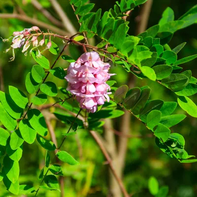 Настоящий Индиго Indigofera Tinctoria — стоковые фотографии и другие  картинки Без людей - Без людей, Время года, Выборочная фокусировка - iStock