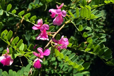 Веточка indigofera tinctoria также называется настоящим индиго. | Премиум  Фото