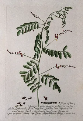 Растение индиго фото