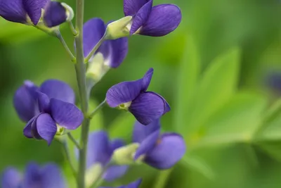 Сирень \"Муд Индиго\" / Syringa vulgaris \"Mood Indigo\" - Купить саженцы  сирени в питомнике – выгодные цены в интернет-магазине в Москве