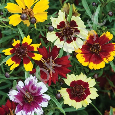 Кореопсис гибридный (Парижская красавица, Ленок), Coreopsis hybrida  Многолетние растения в контейнерах, упаковке и ОКС Купить растения в  Ростове-на-Дону, Интернет-магазин, питомник растений, хвойные и лиственные,  уличные, плодовые и декоративные ...