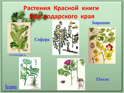 Охрана природы Краснодарского края. Красная книга Кубани - презентация  онлайн