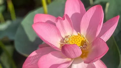 Древнейший цветок распустился на Кубани: где цветут лотосы. 20.07.2021 г.  Телеканал «Краснодар»