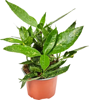 Декоративно-лиственное растение Аукуба ø13 h25-30 см в Краснодаре – купить  по низкой цене в интернет-магазине Леруа Мерлен