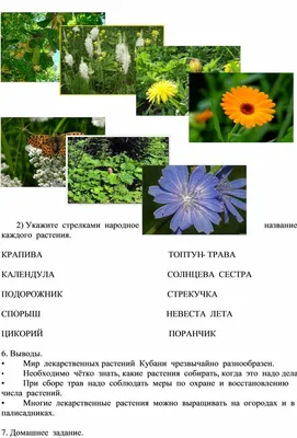 Лекарственные растения Краснодарского края