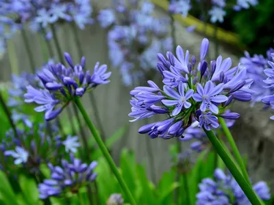 Цветы с синими цветами: названия, описание, фото