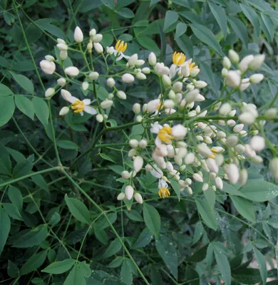 Коллекции растений ЦСБС СО РАН - Nandina domesticа Thunb. – Нандина домашняя