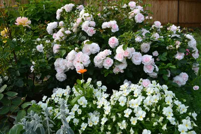 Роза Aspirin / Аспирин описание сорта, выращивание и уход - Энциклопедия -  Всё о цветах для Вашего сада