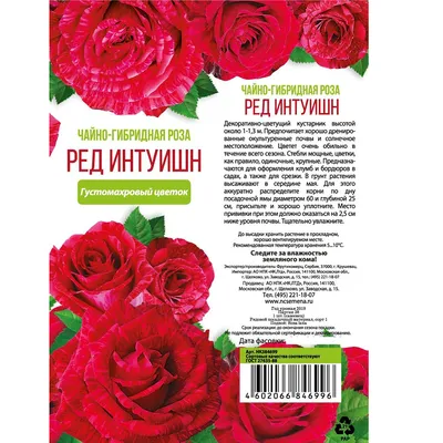 Роза чайно-гибридная Ред Интуишн в тубе купить недорого в интернет магазине  товаров для сада и огорода Бауцентр