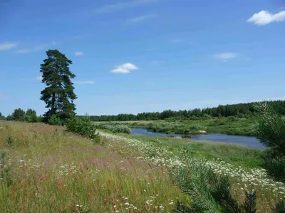 Река Медведица. Макушка лета.