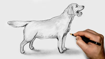 Как нарисовать Собаку карандашом Подробный урок для начинающих /How to draw  a dog - YouTube