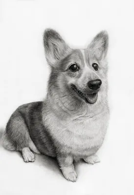 Собака корги рисунок карандашом - 71 фото