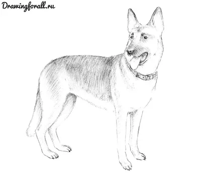 Как нарисовать собаку | DRAWINGFORALL.RU