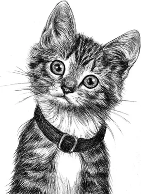 Рисунок кошки карандашом. Картинки кошки простым карандашом. (29 шт.)