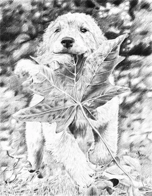 Фото Рисунок карандашом собаки, которая несет в зубах листик