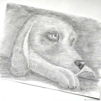 Рисунок собака графика Карандашный рисунок собаки – купить на Ярмарке  Мастеров – MPUTQRU | Картины, Москва