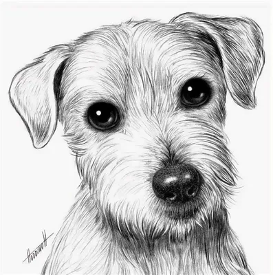 Как нарисовать собаку карандашом (105 фото): поэтапный мастер-класс для  начинающих, как легко и красиво нарисовать собаку ребенку