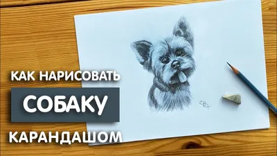 Как нарисовать собаку простым карандашом | Рисунок для начинающих легко и  поэтапно - YouTube