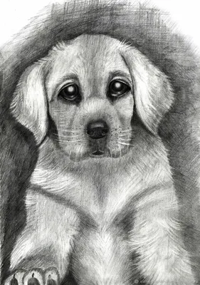 Рисунки для срисовки собака легко - 97 фото