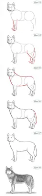 Как рисовать собаку карандашом | JustDrawIt.ru