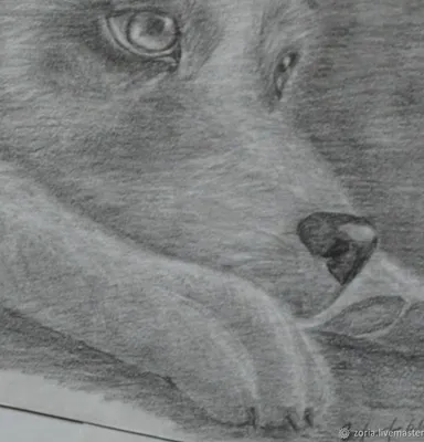 Как нарисовать собаку | Меркулов Сергей