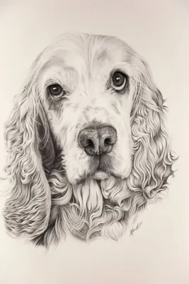 Собака спаниель рисунок карандашом - 72 фото