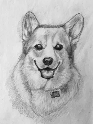 Собака корги карандашом | Pet portraits, Art reference, Animals
