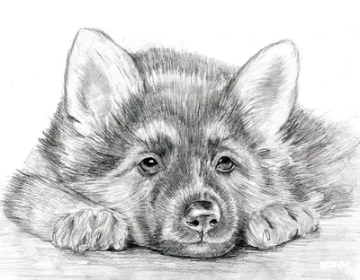 Рисунки собак для срисовки (37 лучших фото)