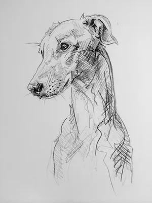 Рисунок карандашом собака - 84 фото