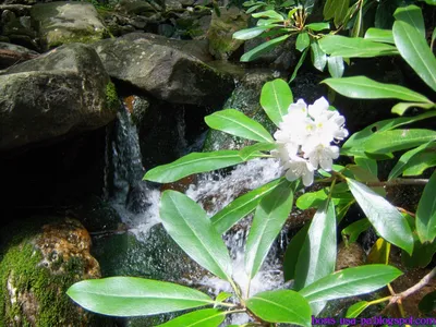 boris smola blog: Дикий Рододендрон, Wild Rhododendron