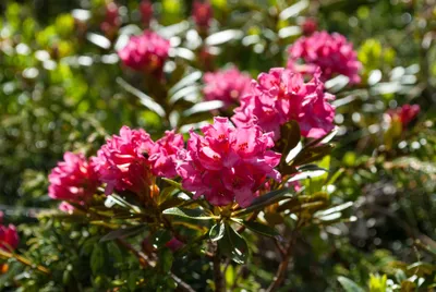 дикий розмари рододендрон цветы ветвь горы весна Стоковое Изображение -  изображение насчитывающей живо, флора: 216977093