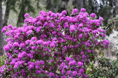 Рододендрон, кустарник, сад, виды, сорта, выращивание, уход, фото и видео.