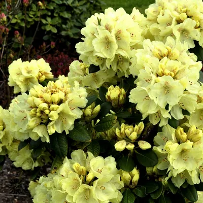 Рододендрон (лат. Rhododendron) на садово-огородном участке. Посадка,  подкормка и обрезка рододендронов. Правила ухода за растением