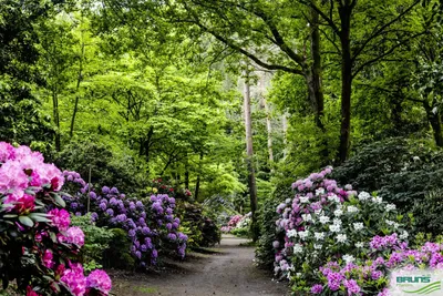 🌱 Рододендрон гибридный Kalinka по цене от 1 200 руб: саженцы - купить в  Москве с доставкой - интернет-магазин Все Сорта