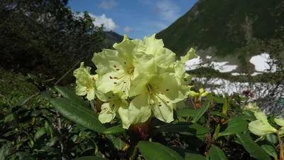 Рододендрон гибридный, Rhododendron hybrida – описание с фото