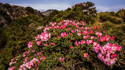 Дикий рододендрон с розового лесом цветы весной. Стоковое Изображение -  изображение насчитывающей канада, захолустно: 189753805
