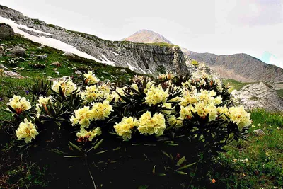 Цветы дикого рододендрона яркие Rosales. Стоковое Изображение - изображение  насчитывающей промокашки, завод: 183840399