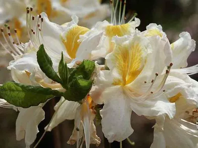 Рододендрон японский белый (Rhododendron japonicum)