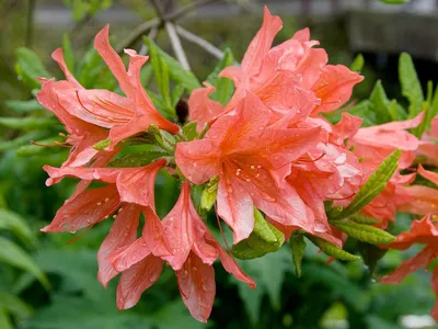 Рододендрон японский (оттенки красного) | Атлас × Растений