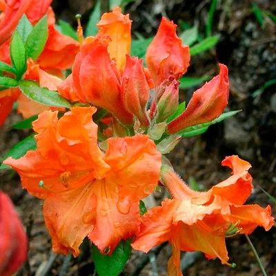 Рододендрон японський ( Rhododendron japonicum)