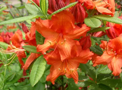 Коллекционный объект БСИ ДВО РАН: Rhododendron japonicum (Рододендрон  японский)