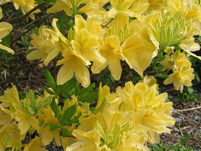 Рододендрон японский (желтый) | Атлас × Растений