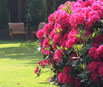 Рододендрон - изысканный декоративный кустарник, создающий неповторимый  стиль сада