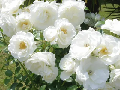 Айсберг роза - описание сорта, как посадить и ухаживать, отзывы | РозоЦвет