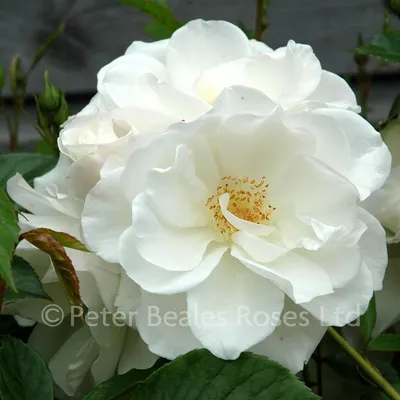 Iceberg (Bush Rose) | Peter Beales Roses - the World Leaders in Shrub,  Climbing, Rambling and Standard Classic Roses