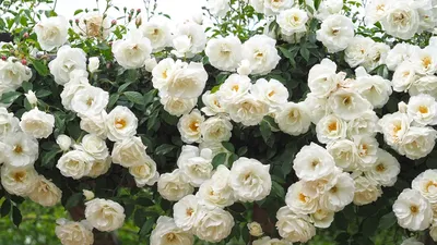 10 лучших крупных роз-клаймеров. Описание сортов розы. Фото — Страница 10  из 11 — Ботаничка