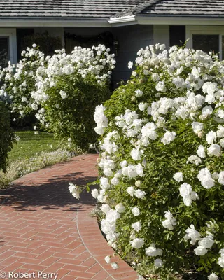 White shrub rose - Waterwise Garden Planner