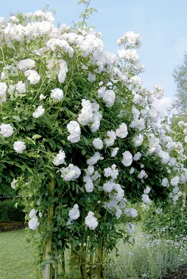 White Iceberg Rose (L3699) in the Roses department at Lowes.com